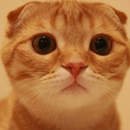 免费ss账号二维码